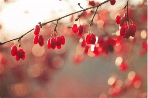 「重阳节话酒」 一杯重阳酒 活到九十九371.jpg