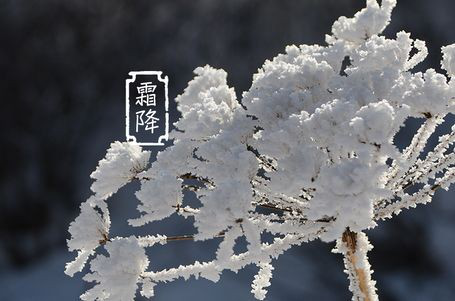 今日霜降 _ 露凝为霜知霜降，滴酒品后知浓香96.png