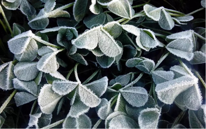 今日霜降 _ 露凝为霜知霜降，滴酒品后知浓香203.png